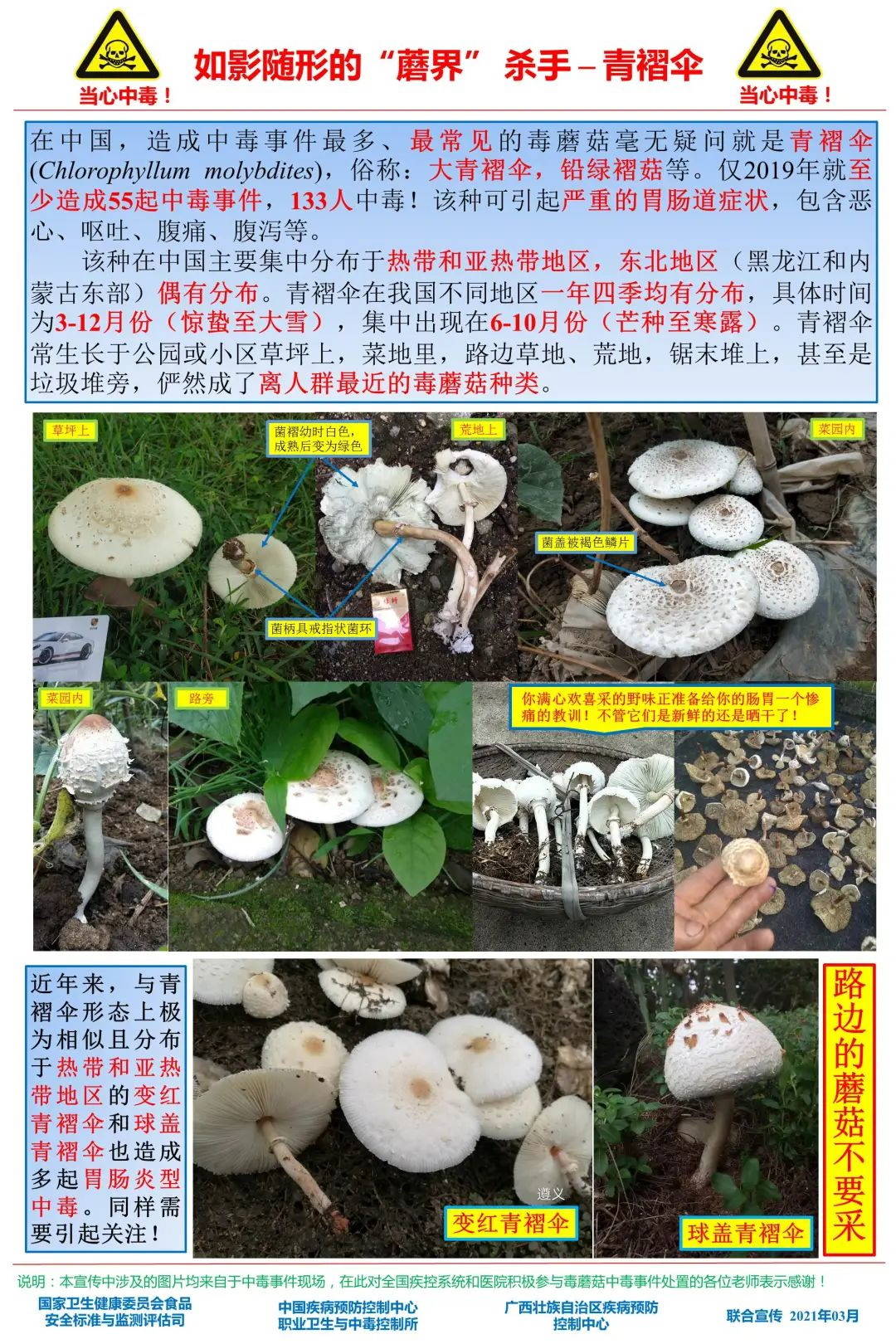 该毒蘑菇种类较多,在广西主要有大青褶伞,日本红菇等.