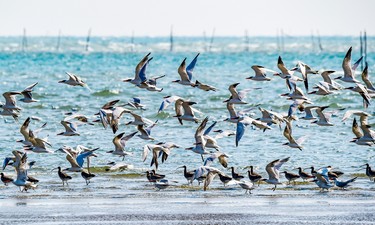 曾经滨海不见海，如今海湾美如画！防城港海岸线治理经验何以向全球推介→