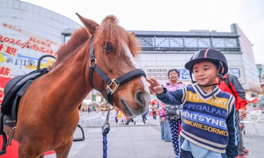 小小矮马，大有可为丨马年说马·矮马篇
