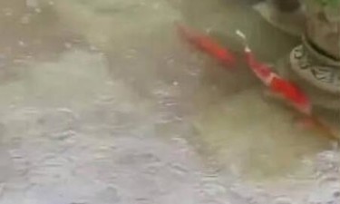 “2万一条的锦鲤趁暴雨出逃”？最新回应