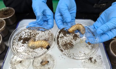 又肥又大！夹藏在巧克力豆中……