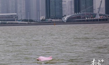 “喜洋洋”“乐融融”本尊现身！中华白海豚畅游港珠澳大桥为十五运会助阵