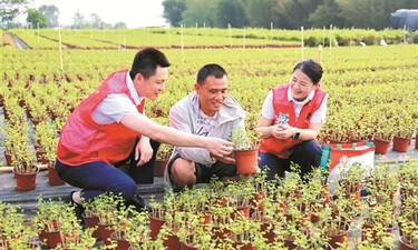 广西农商联合银行：扎根乡土数十载 乡村振兴绘新卷