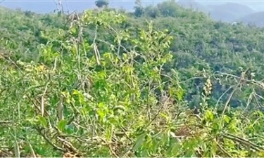 爆火！广西 “南药明星” 牛大力，食药同源比人参还养人