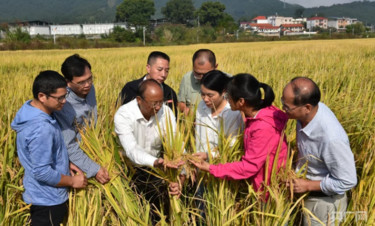 【牢记嘱托·看见美好中国】培育良种“中国芯” 端牢中国饭碗