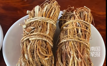 视频 | 一起来get挑选五指毛桃的正确方法！