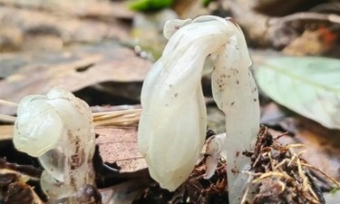 哀牢山發(fā)現(xiàn)7株罕見(jiàn)“冥界之花”，一碰就枯萎，每年露出地表僅40多天，專家：完全是意外發(fā)現(xiàn)