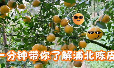 视频 | 一分钟带你了解浦北陈皮，一年六重收益撑起富民经济→