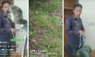 直播抓银环蛇被咬伤邵阳网红，因未及时澄清事实，被警方行政拘留8日
