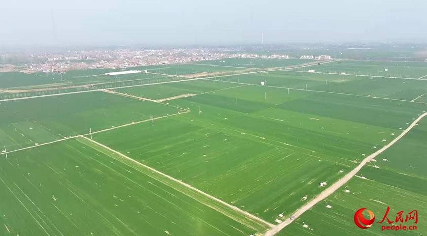 中原沃野，麦苗起身拔节，生机勃发。人民网记者 尚明桢摄