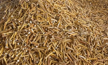 视频 | 一分钟带你了解五指毛桃