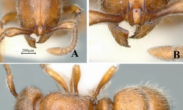 广西又发现新物种