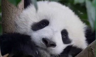 学习·知行丨建设好这个“公园” 习近平引领绘就生态画卷