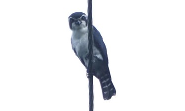 近30年来首次！“会飞的大熊猫”在广西现身