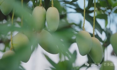 从背篓工到技术顾问，粤桂协作赋能百色芒果“智慧蜕变”