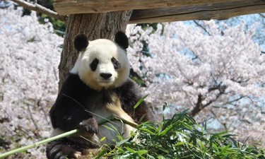 “旅日大熊猫爽爽因病死亡”