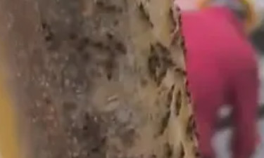 河南多地现“行走的硫酸”，洛阳一脚手架上密密麻麻全是，千万不能拍打！