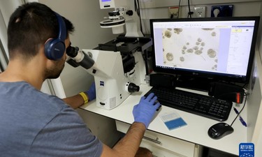 以色列研究人员通过干细胞创建出人类早期胚胎模型