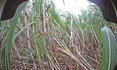 田野有了“AI哨兵”，农险风控更“聪明”！