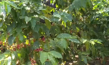 “服务+科技”擦亮特色产业“金字招牌” 农户增收“节节高”