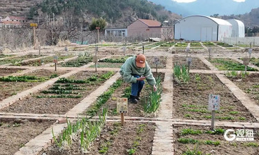 脱下西装，拿起锄头：共享菜园成年轻人周末“精神按摩”新顶流