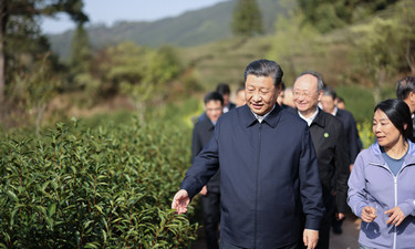 近观｜茶香醇厚意悠长