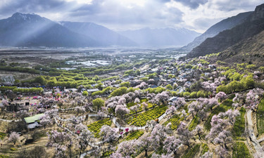 学习·知行丨总书记牵挂的“桃花源”开出“致富花”
