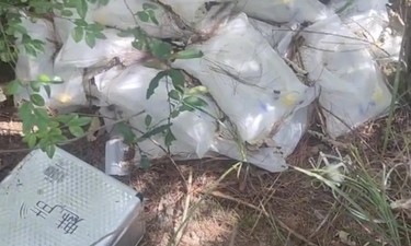 “树林发现大量丢弃药品，还有针头”？当地通报