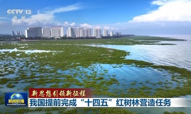 【新思想引领新征程】我国提前完成“十四五”红树林营造任务
