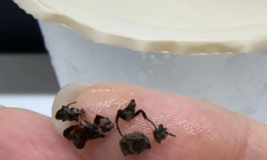 好恶心！“奶茶喝出昆虫尸体”，涉事门店回应
