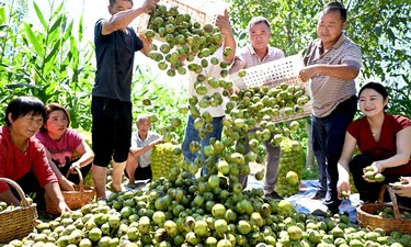 【央广时评·改革为人民】更好把小农户引入现代农业发展轨道