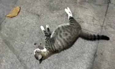 校内物业人员驱赶怀孕流浪猫致其死亡，学校通报：已停职处理